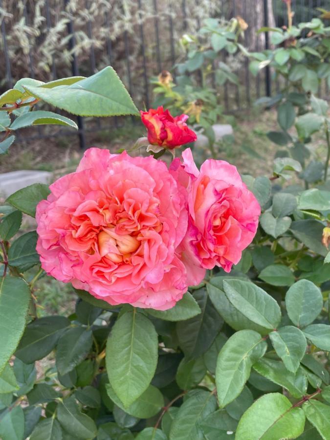 Villa La Carpenee 로크포르레핀 외부 사진